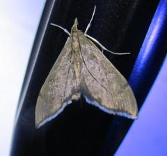 Sericoplaga externalis