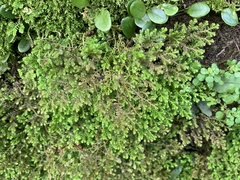 Selaginella aristata