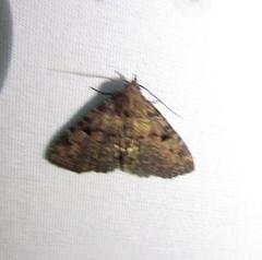 Metalectra quadrisignata