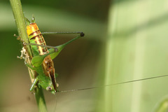 Conocephalus ochrotelus