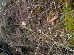 Andromeda polifolia glaucophylla