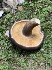 Lactarius novae-zelandiae