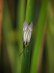Ctenucha vittigera