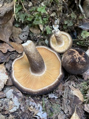 Lactarius novae-zelandiae