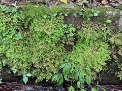 Selaginella aristata