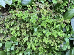 Selaginella aristata