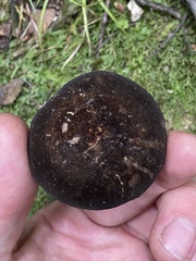 Lactarius novae-zelandiae