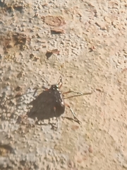 Strongylium erythrocephalum