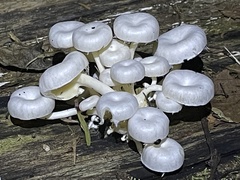 Lentinus concavus