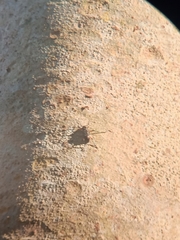 Strongylium erythrocephalum