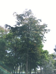 Terminalia calamansanai