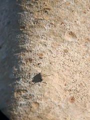 Strongylium erythrocephalum