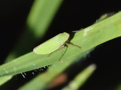 Draeculacephala minerva