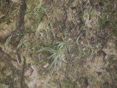 Leucobryum juniperoideum