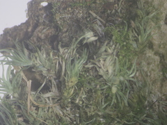 Leucobryum juniperoideum