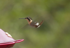 Chaetocercus heliodor