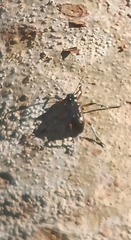 Strongylium erythrocephalum