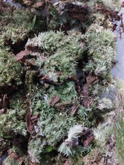 Leucobryum juniperoideum