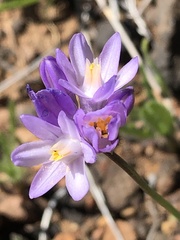 Dipterostemon capitatus capitatus