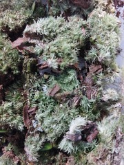 Leucobryum juniperoideum