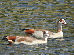 Alopochen aegyptiaca image