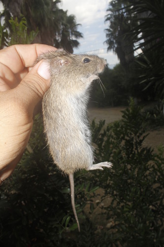Hispid Cotton Rat