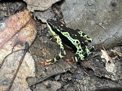 Atelopus spumarius