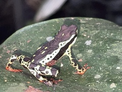 Atelopus spumarius