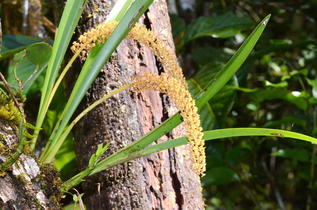 Aeridostachya robusta