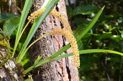Aeridostachya robusta