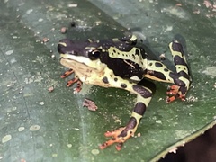 Atelopus spumarius