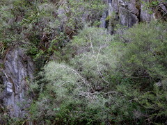 Sophora longicarinata