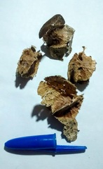 Balfourodendron riedelianum