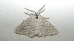 Perconia strigillaria