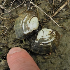 Truncilla donaciformis