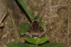 Dysschema leucophaea