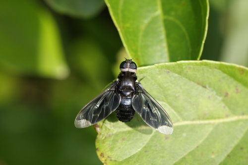 Pterobates pennipes