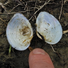 Truncilla donaciformis