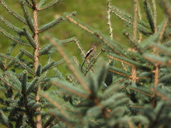 Phoenicurus schisticeps