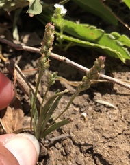 Plantago elongata