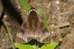 Dysschema leucophaea