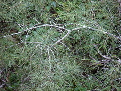 Sophora longicarinata