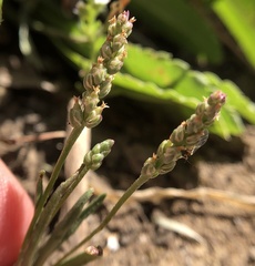 Plantago elongata
