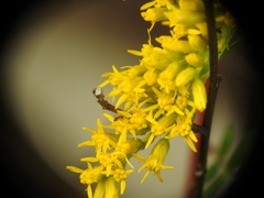 Solidago leavenworthii