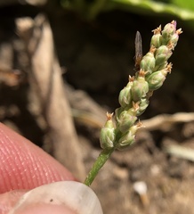 Plantago elongata