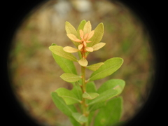 Lyonia fruticosa