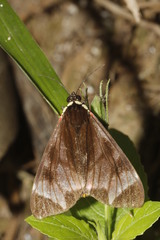 Dysschema leucophaea