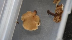 Auriscalpium villipes