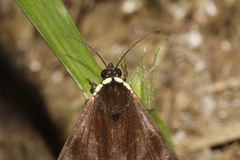 Dysschema leucophaea