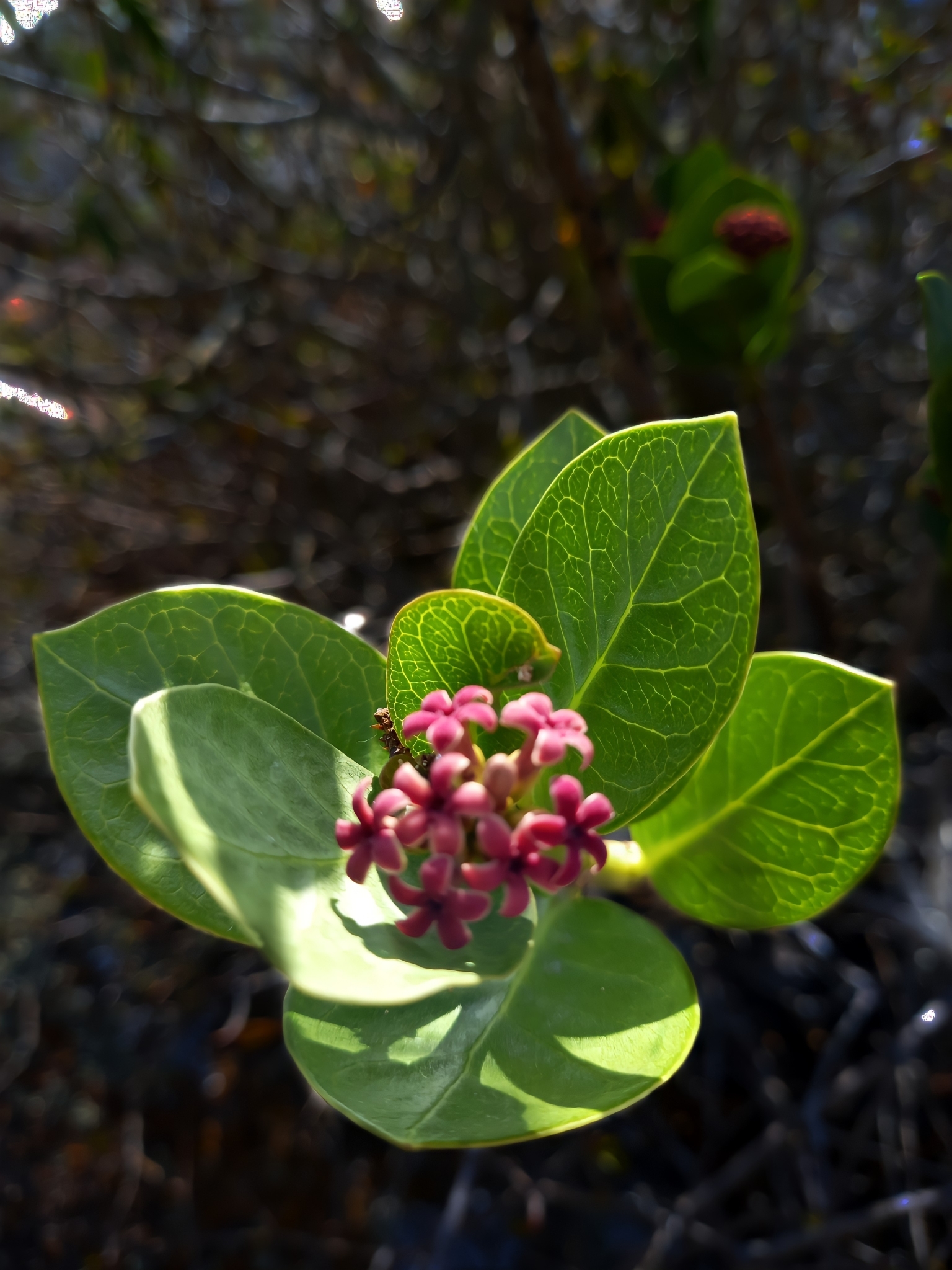 Ruehssia caatingae